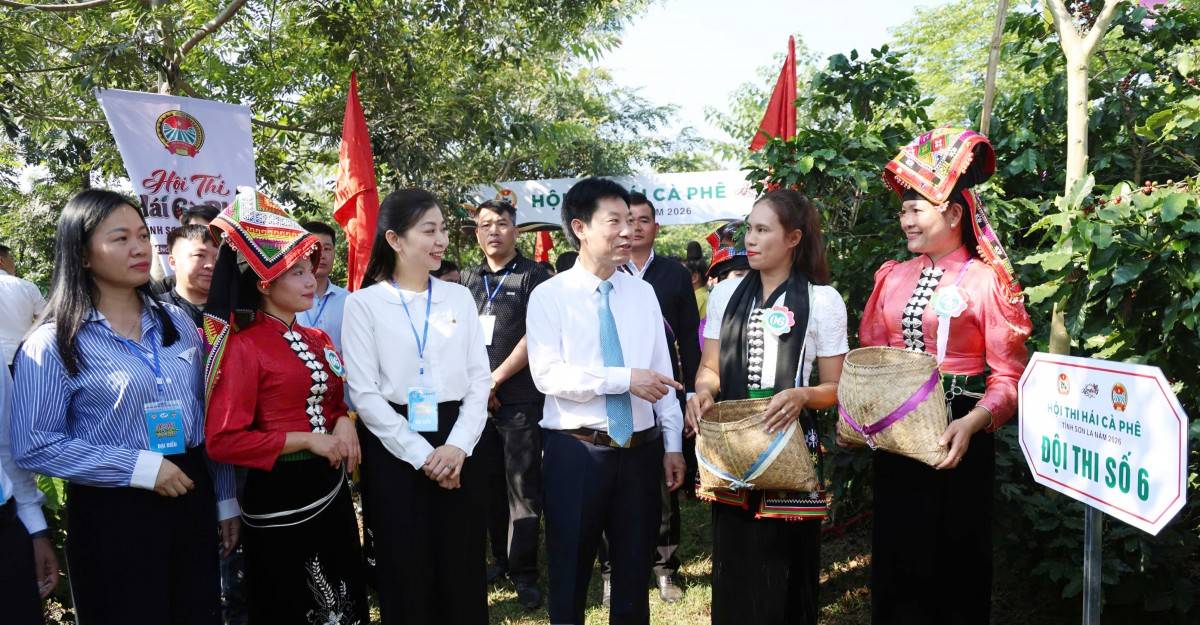 Nông dân tranh tài hái cà phê tại Sơn La