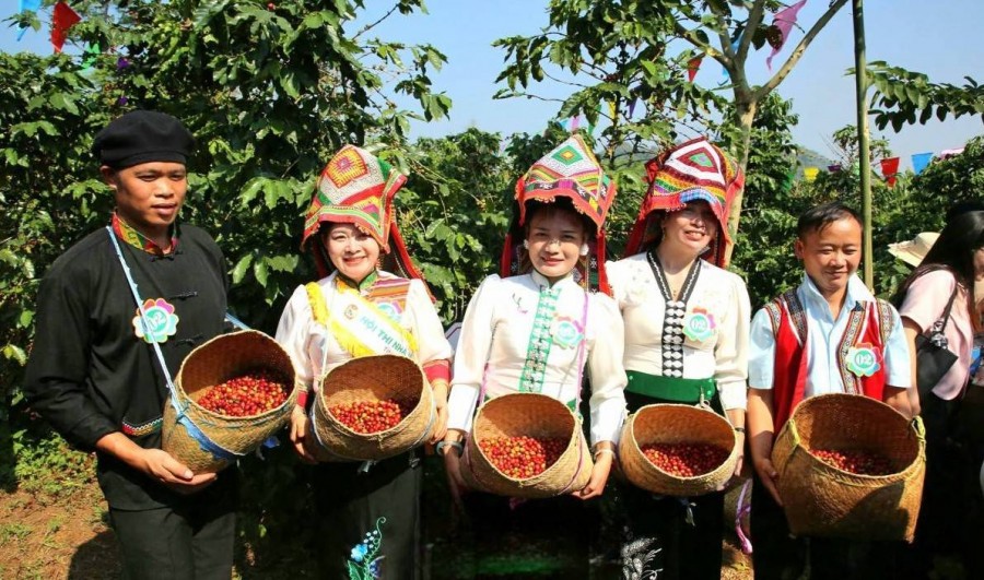 Nông dân tranh tài hái cà phê tại Sơn La