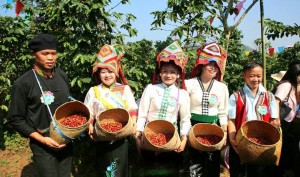 Nông dân tranh tài hái cà phê tại Sơn La