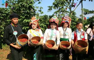 Nông dân tranh tài hái cà phê tại Sơn La