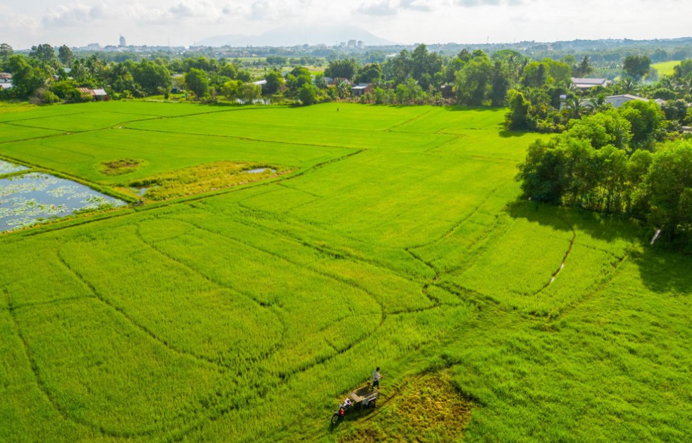 Tây Ninh siết điều kiện xây công trình trên đất trồng lúa, mở lối cho sản xuất lớn
