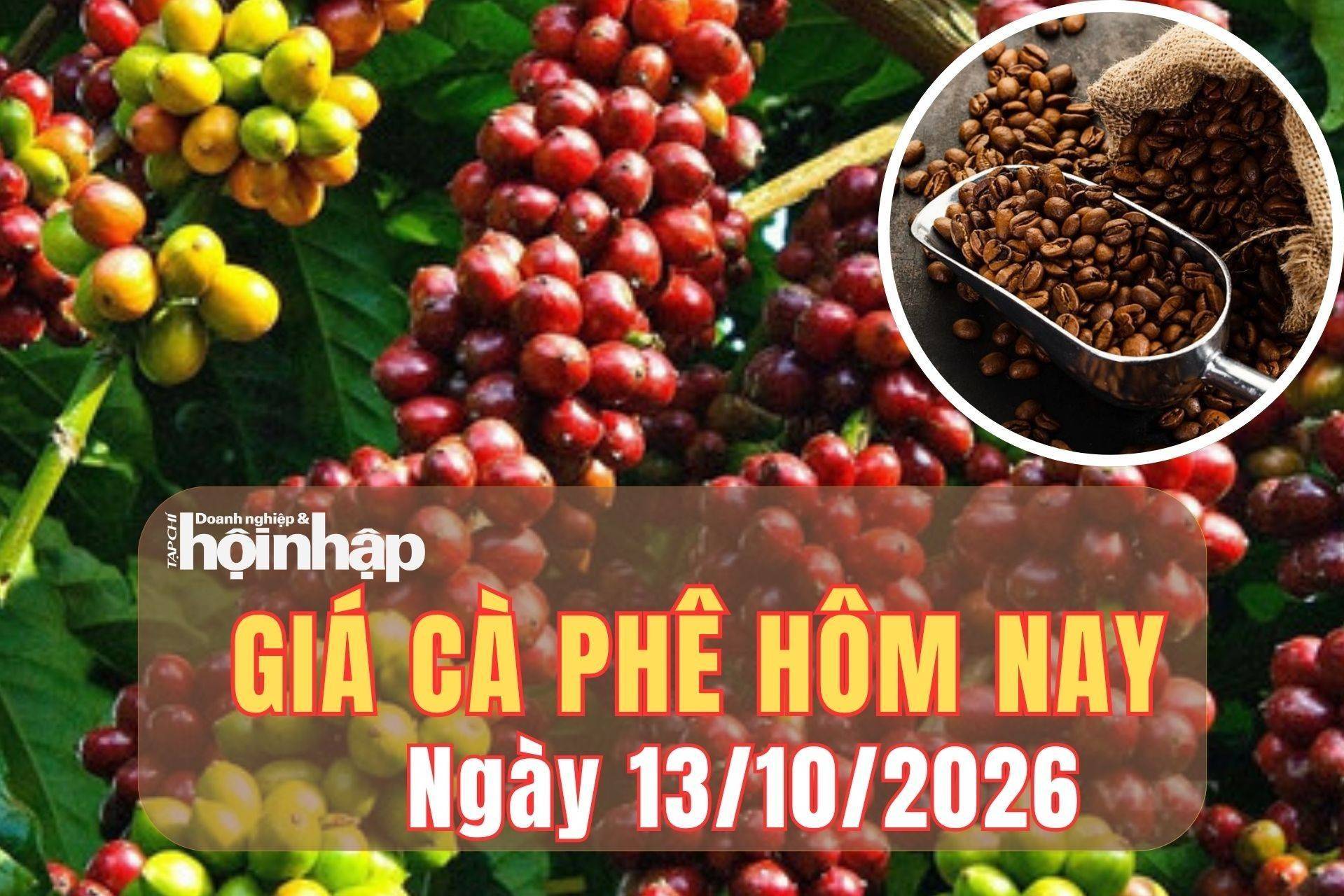Giá cà phê hôm nay 13/10/2026: Giá cà phê robusta, arabica đồng loạt tăng