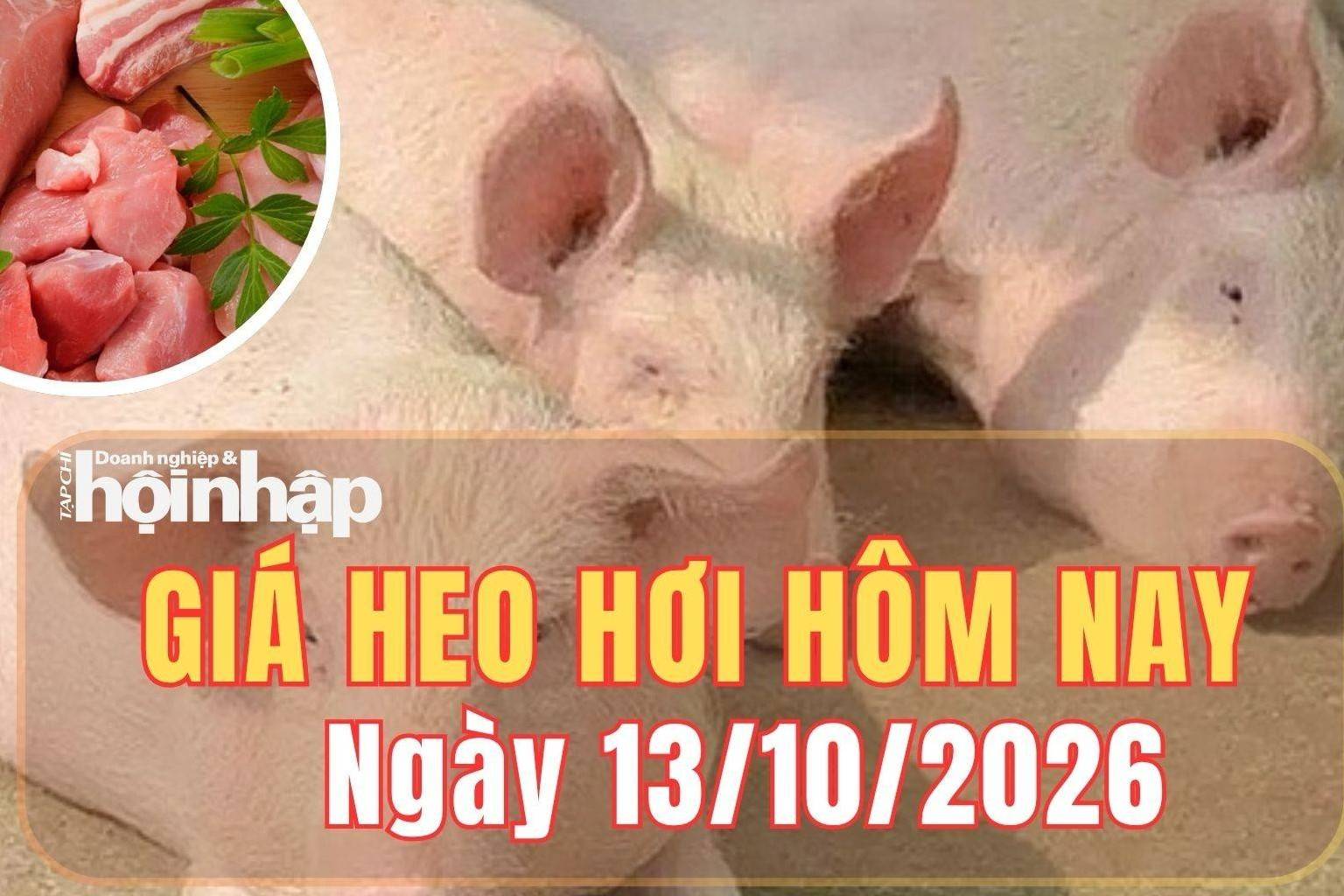 Giá heo hơi hôm nay 13/10 2026: Giá heo hơi tại miền Bắc tăng