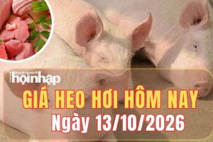 Giá heo hơi hôm nay 13/10 2026: Giá heo hơi tại miền Bắc tăng