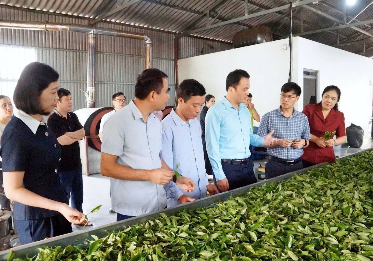 Phó Chủ tịch UBND tỉnh Giàng Quốc Hưng kiểm tra quy trình sản xuất, chế biến các sản phẩm từ chè tại Hợp tác xã chè Khe Năm, xã Hưng Khánh. (Ảnh: Lộc Chầm)