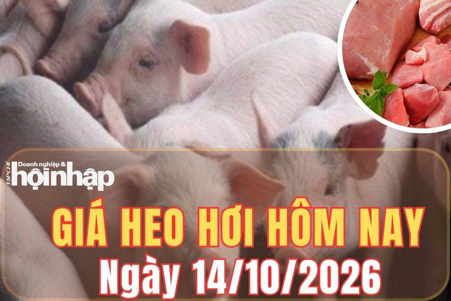 Giá heo hơi hôm nay 14/10 2026: Giá heo hơi giảm mạnh trên cả nước, Đắk Lắk chạm đáy 50.000 đồng/kg