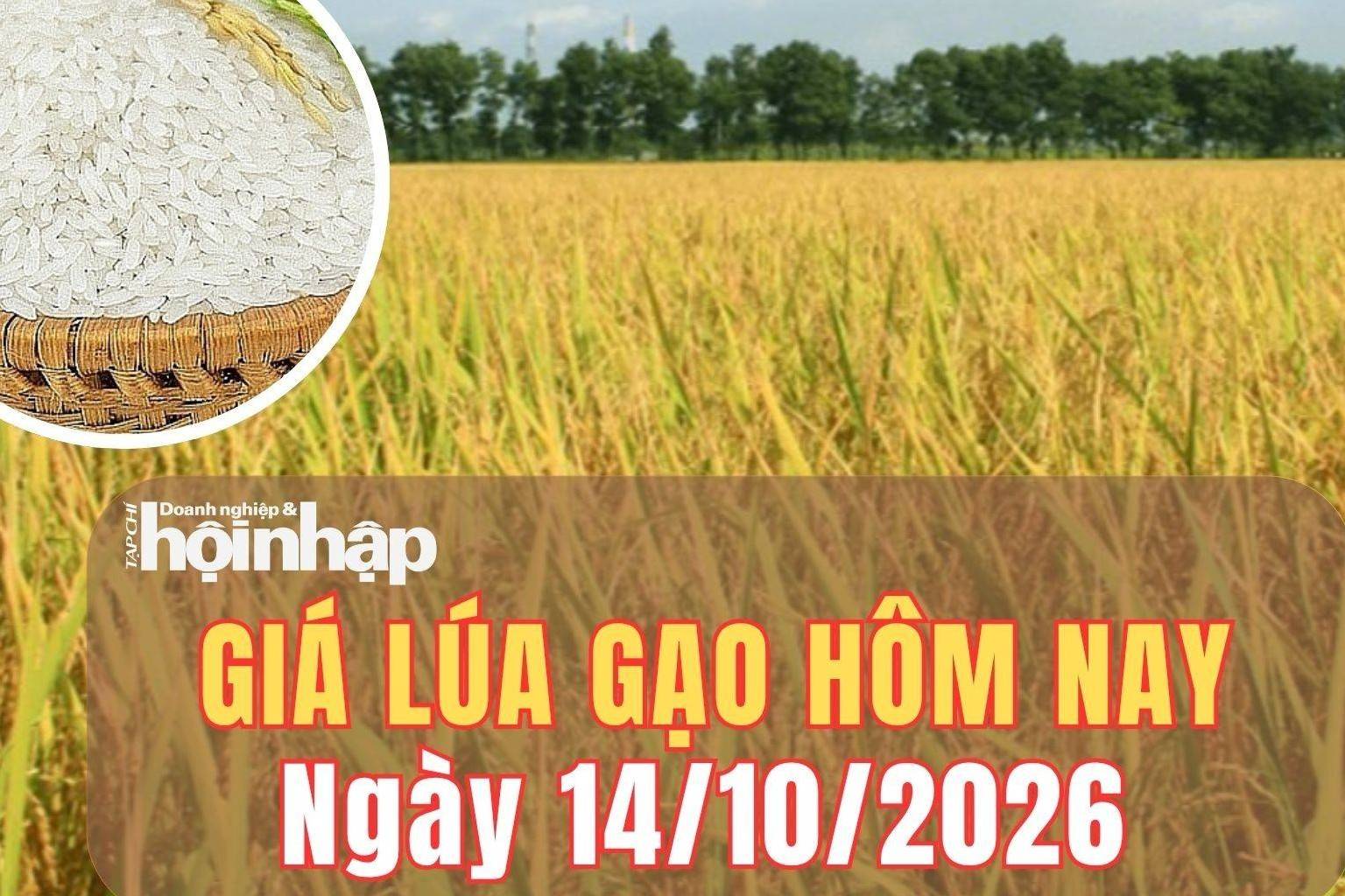 Giá lúa gạo hôm nay 14/10/2026: Giá gạo nguyên liệu và phụ phẩm tăng