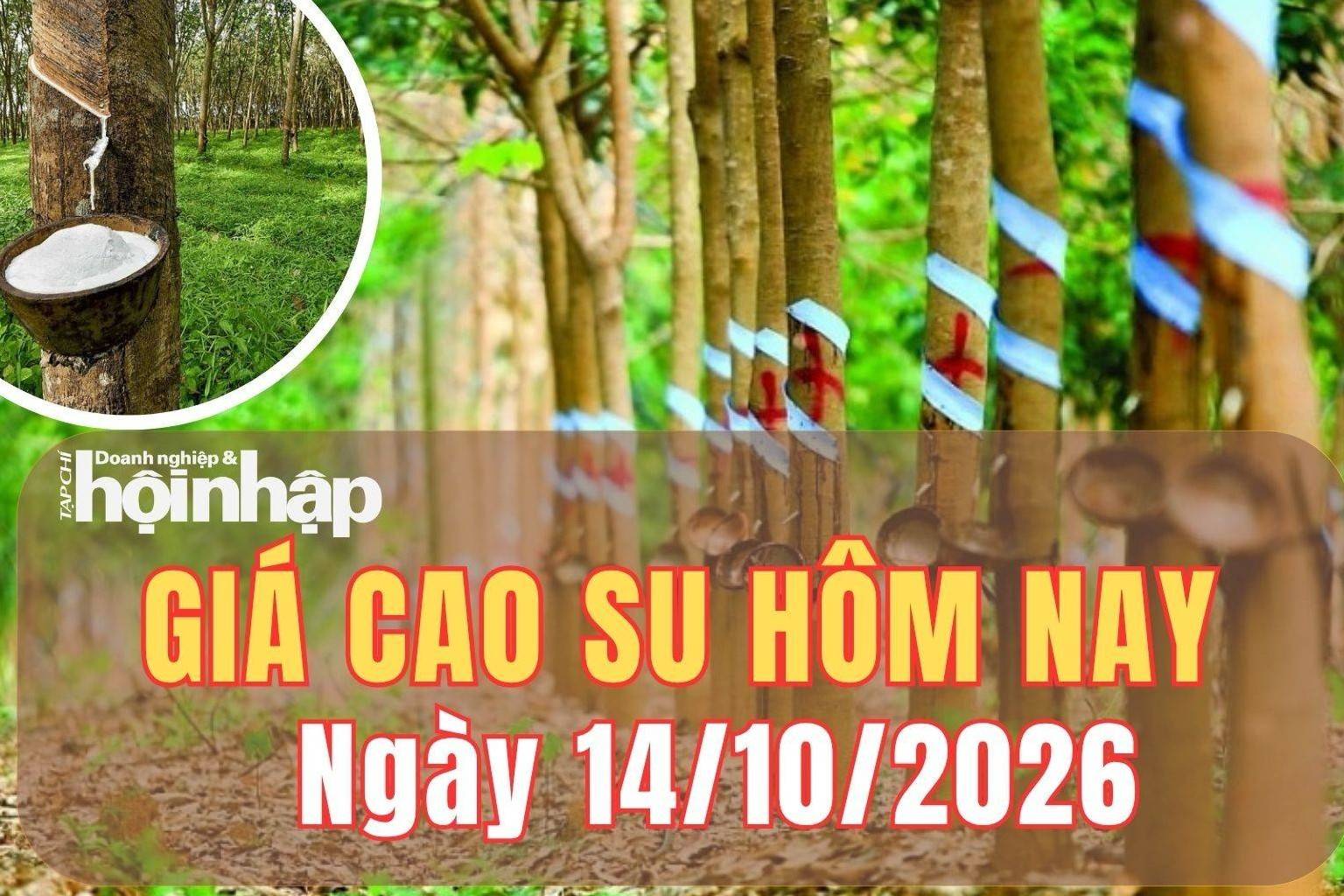 Giá cao su hôm nay 14/10/2026: Giá cao su tại sàn Tokyo tăng, Thượng Hải chịu áp lực giảm