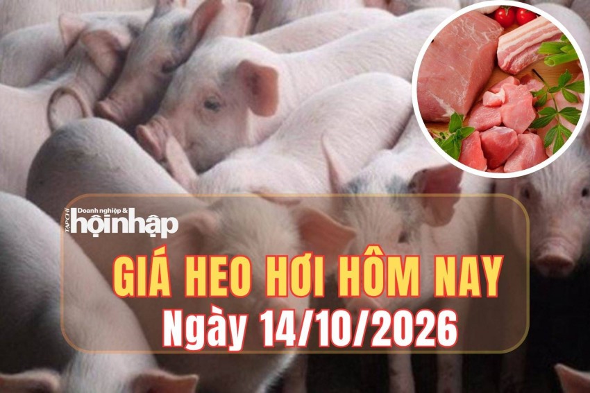 Giá heo hơi hôm nay 14/10 2026: Giá heo hơi giảm mạnh trên cả nước, Đắk Lắk chạm đáy 50.000 đồng/kg