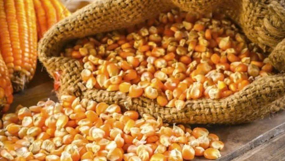Tác động từ nguồn cung mới: Giá ngô giằng co quanh ngưỡng 190 USD/tấn
