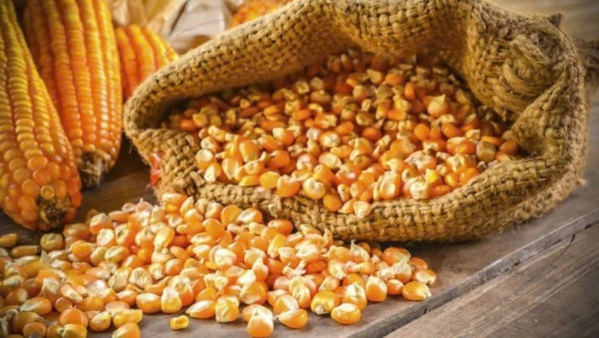Thị trường ngô quốc tế duy trì trạng thái giằng co khi áp lực thu hoạch dồi dào từ Mỹ được cân bằng vững chắc bởi lực cầu tiêu thụ và xuất khẩu ổn định