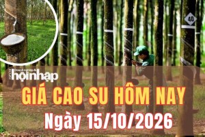 Giá cao su hôm nay 15/10/2026: Giá cao su trên sàn SHFE giảm hơn 3%