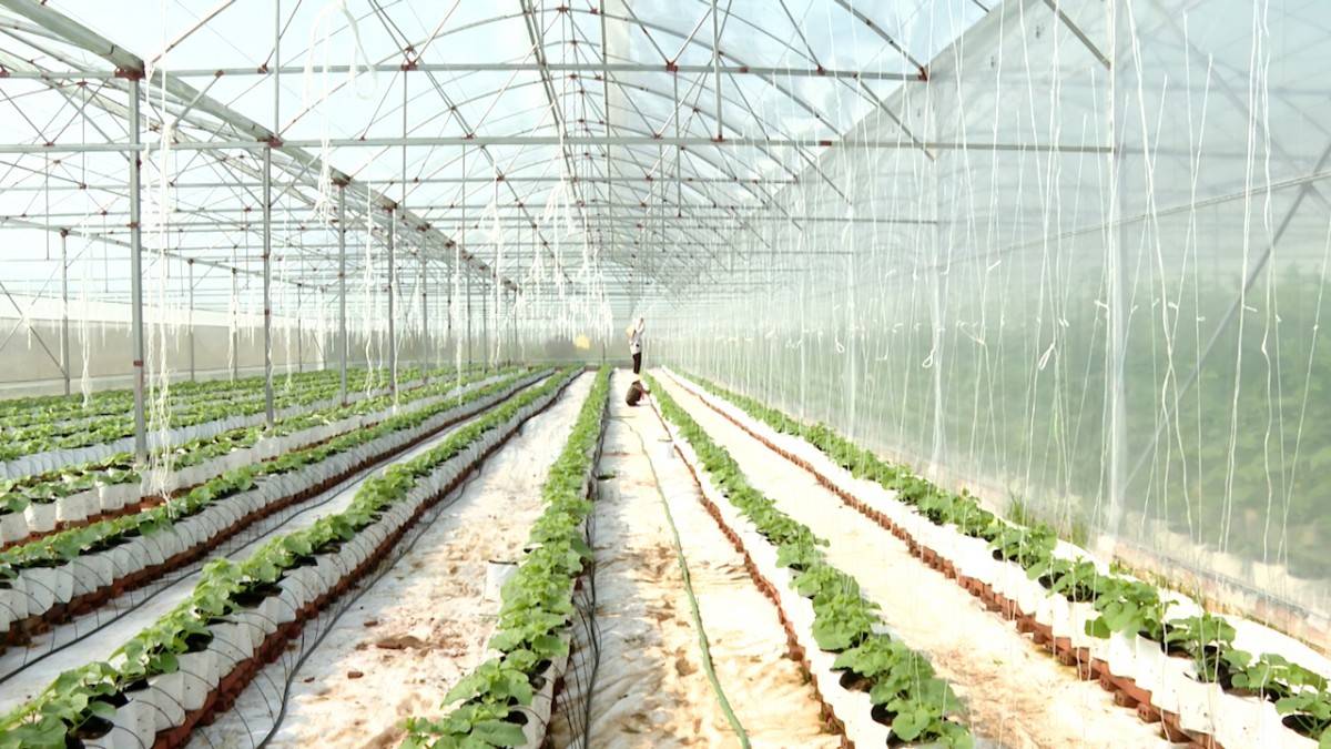 Đến năm 2030, tỉnh Ninh Bình hướng tới xây dựng, nhân rộng 30 đến 40 mô hình ứng dụng công nghệ sinh học theo vùng