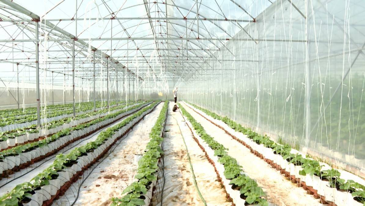 Ninh Bình nhân rộng 30-40 mô hình ứng dụng công nghệ sinh học vào năm 2030