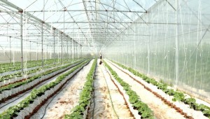 Ninh Bình nhân rộng 30-40 mô hình ứng dụng công nghệ sinh học vào năm 2030