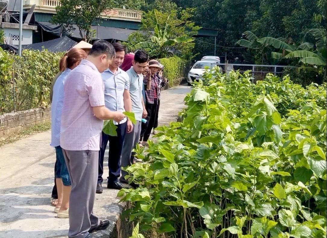 Lào Cai: Xuân Ái mở rộng cơ hội tăng thu nhập từ nghề trồng dâu, nuôi tằm