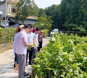 Lào Cai: Xuân Ái mở rộng cơ hội tăng thu nhập từ nghề trồng dâu, nuôi tằm