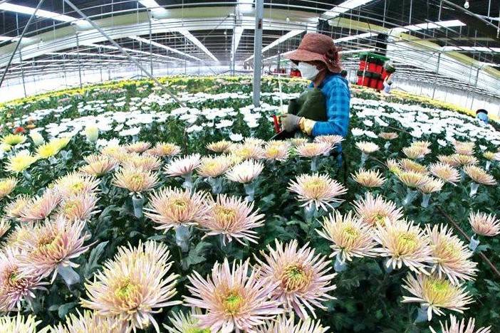Xuất khẩu hoa cúc sang Nhật Bản thu gần 800 tỷ đồng trong 8 tháng