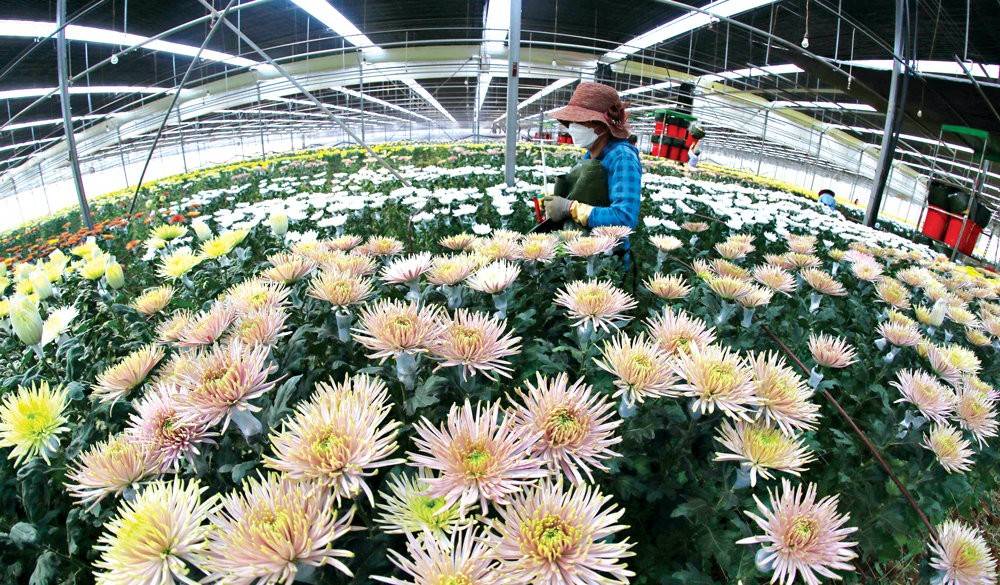 Xuất khẩu hoa cúc sang Nhật Bản thu gần 800 tỷ đồng trong 8 tháng