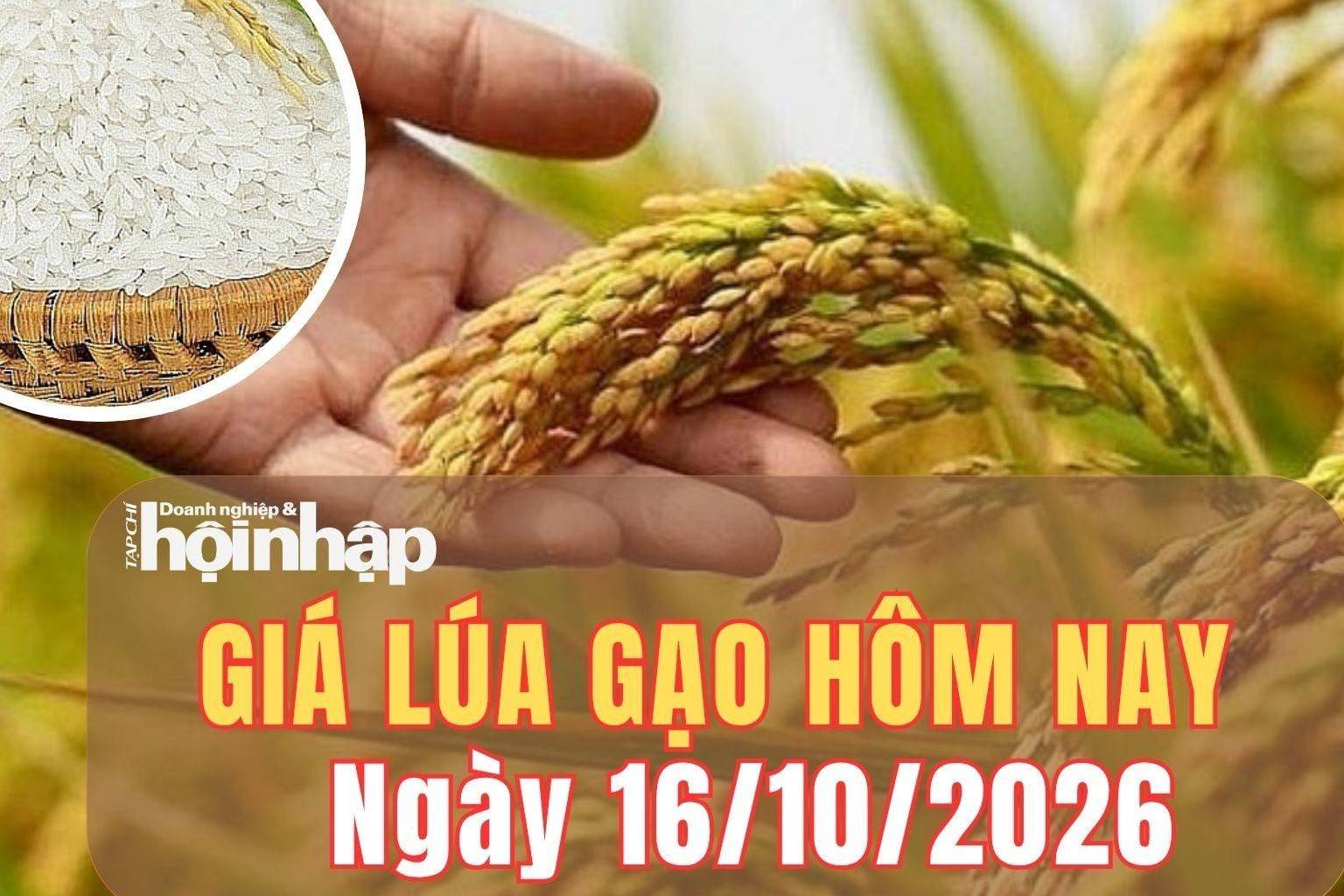 Giá lúa gạo hôm nay 16/10/2026: Một số giống lúa tại An Giang tăng giá