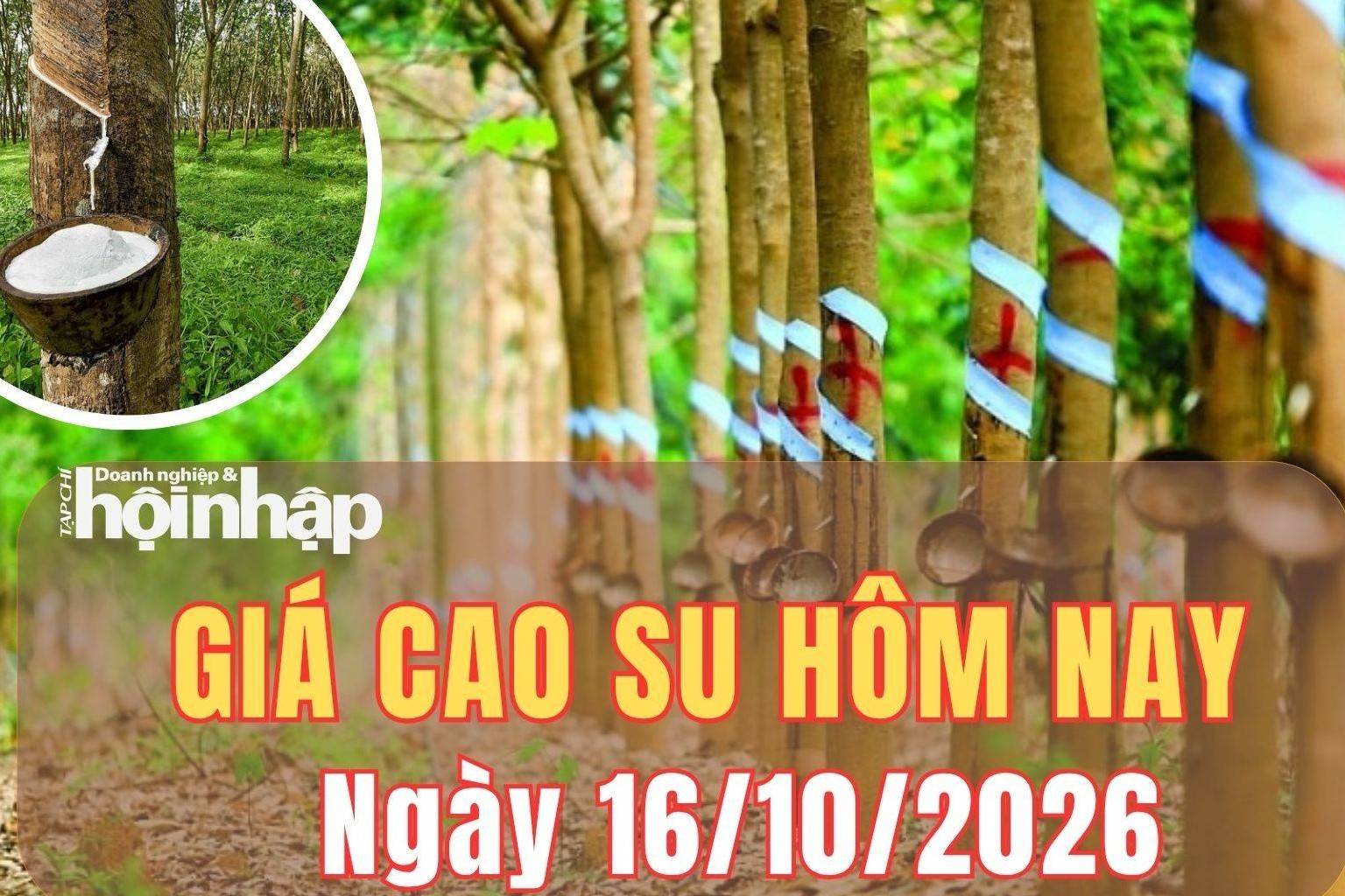 Giá cao su hôm nay 16/10/2026: Giá cao su thế giới trái chiều