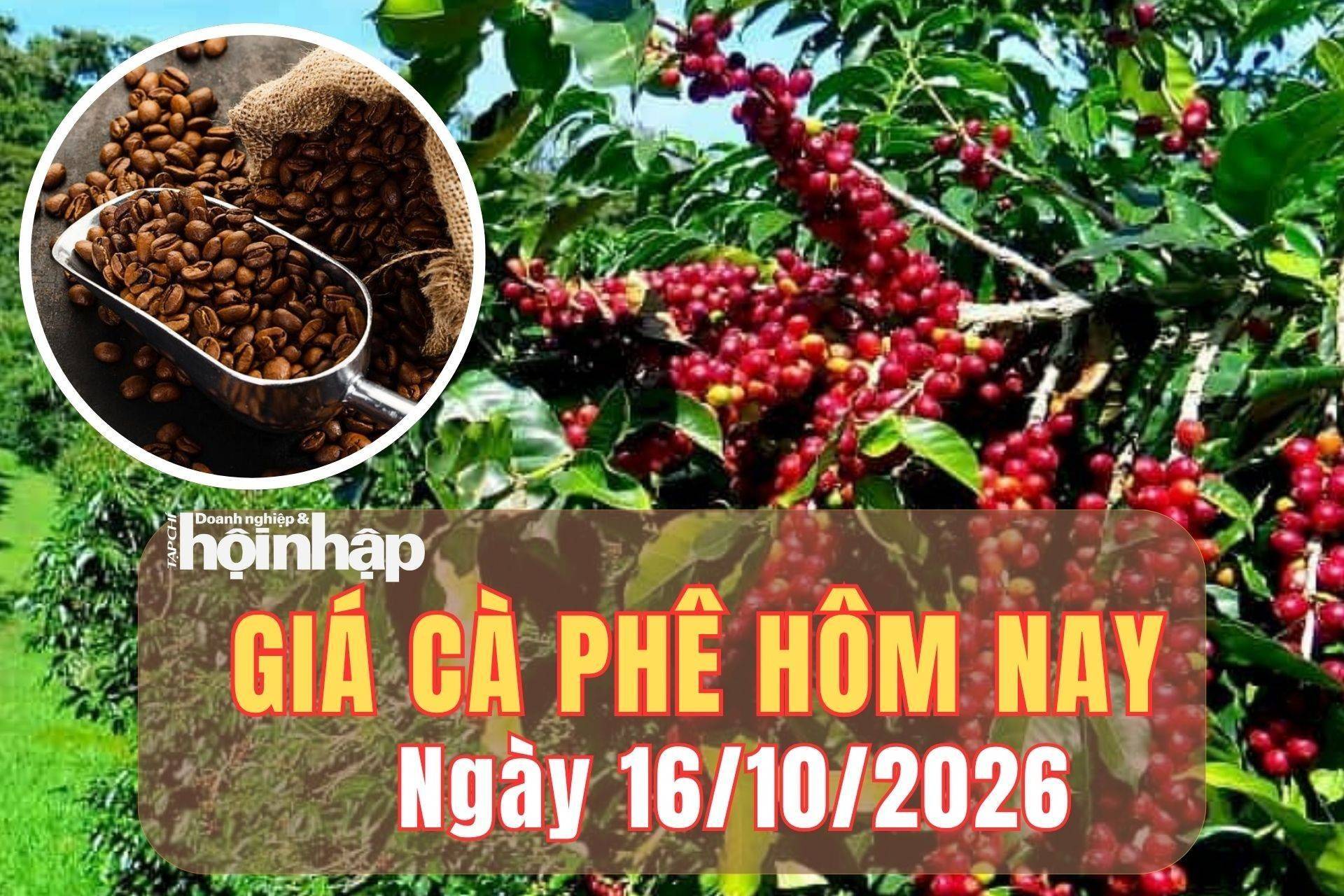 Giá cà phê hôm nay 16/10/2026: Giá cà phê Tây Nguyên tăng giá, thế giới đồng loạt giảm