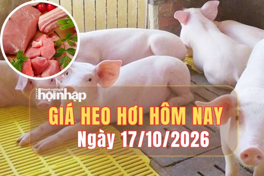 Giá heo hơi hôm nay 17/10 2026: Giá heo hơi giảm tại nhiều địa phương