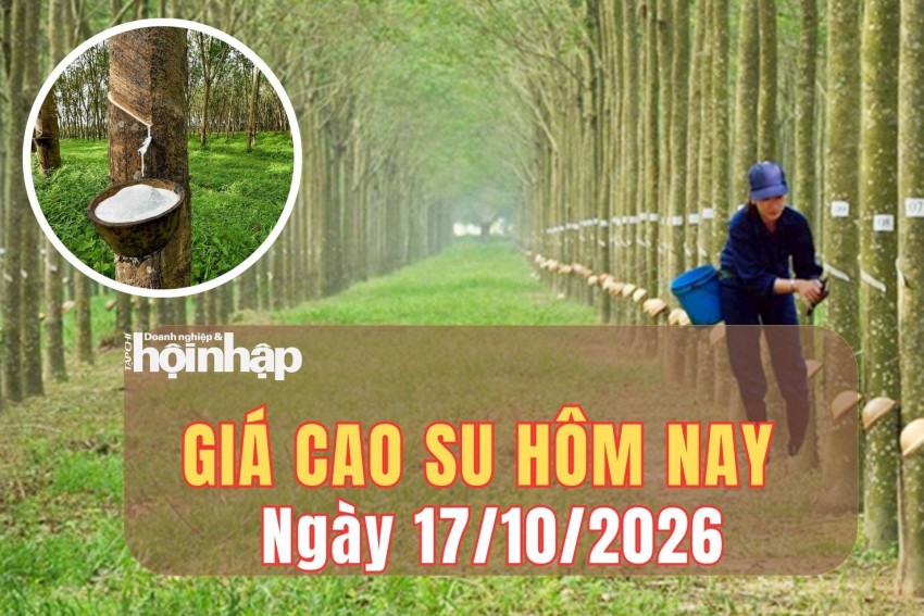 Giá cao su hôm nay 17/10/2026: Giá cao su RSS3 giảm hơn 1%, thị trường chịu sức ép từ Trung Quốc