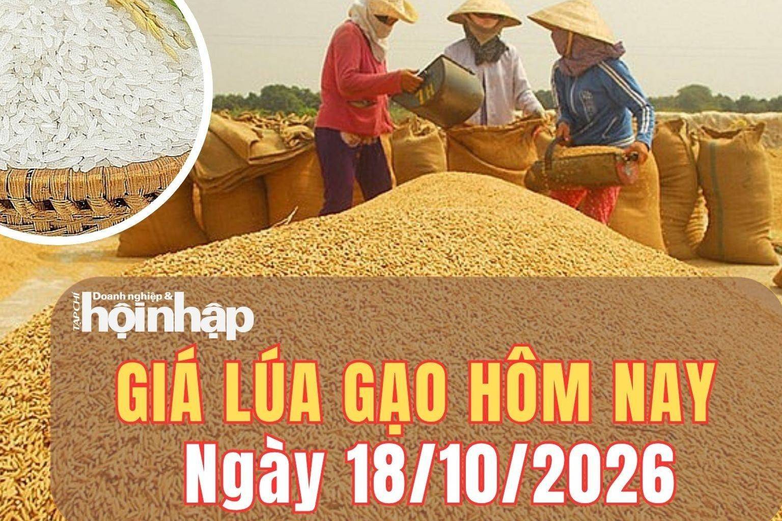Giá lúa gạo hôm nay 18/10/2026: Giá lúa tăng, gạo nguyên liệu giảm nhẹ