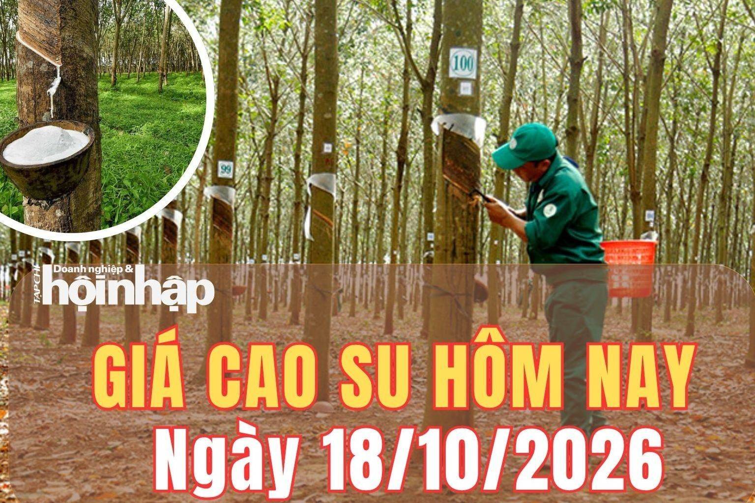 Giá cao su hôm nay 18/10/2026: Giá cao su trên sàn SHFE giảm