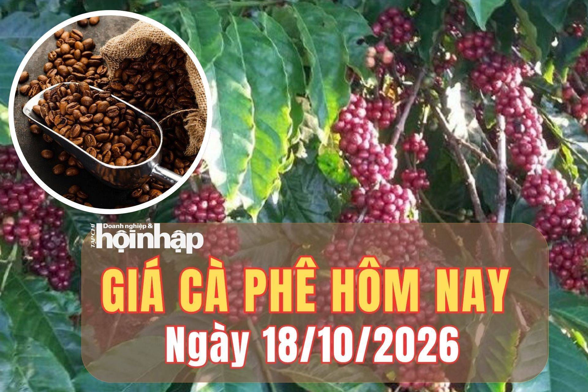 Giá cà phê hôm nay 18/10/2026: Giá cà phê trong nước đảo chiều tăng