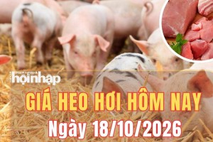 Giá heo hơi hôm nay 18/10 2026: Giá heo hơi đi ngang tại cả ba miền