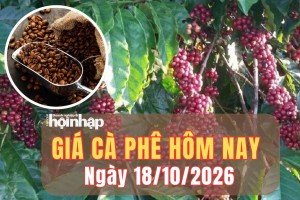 Giá cà phê hôm nay 18/10/2026: Giá cà phê trong nước đảo chiều tăng