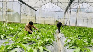Lai Châu giải ngân hơn 17 tỷ đồng phát triển vùng dân tộc thiểu số
