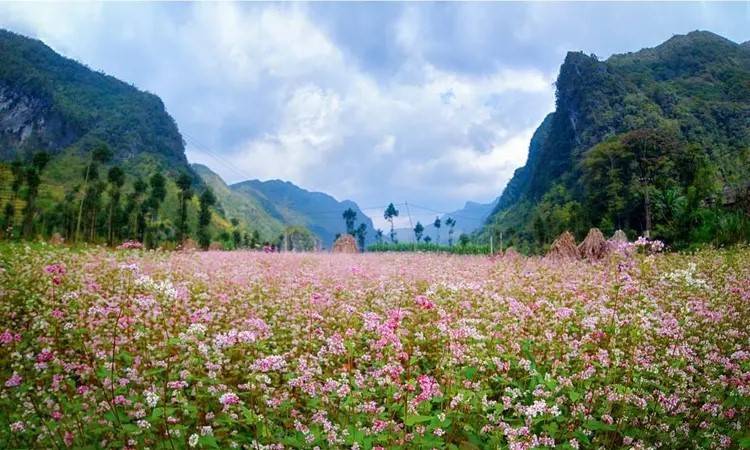Rộn ràng dân ca, dân vũ giữa mùa hoa tam giác mạch ở Lũng Cú, Tuyên Quang