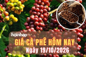 Giá cà phê hôm nay 19/10/2026: Tuần qua, giá cà phê robusta, arabica đồng loạt tăng, Tây Nguyên giảm nhẹ