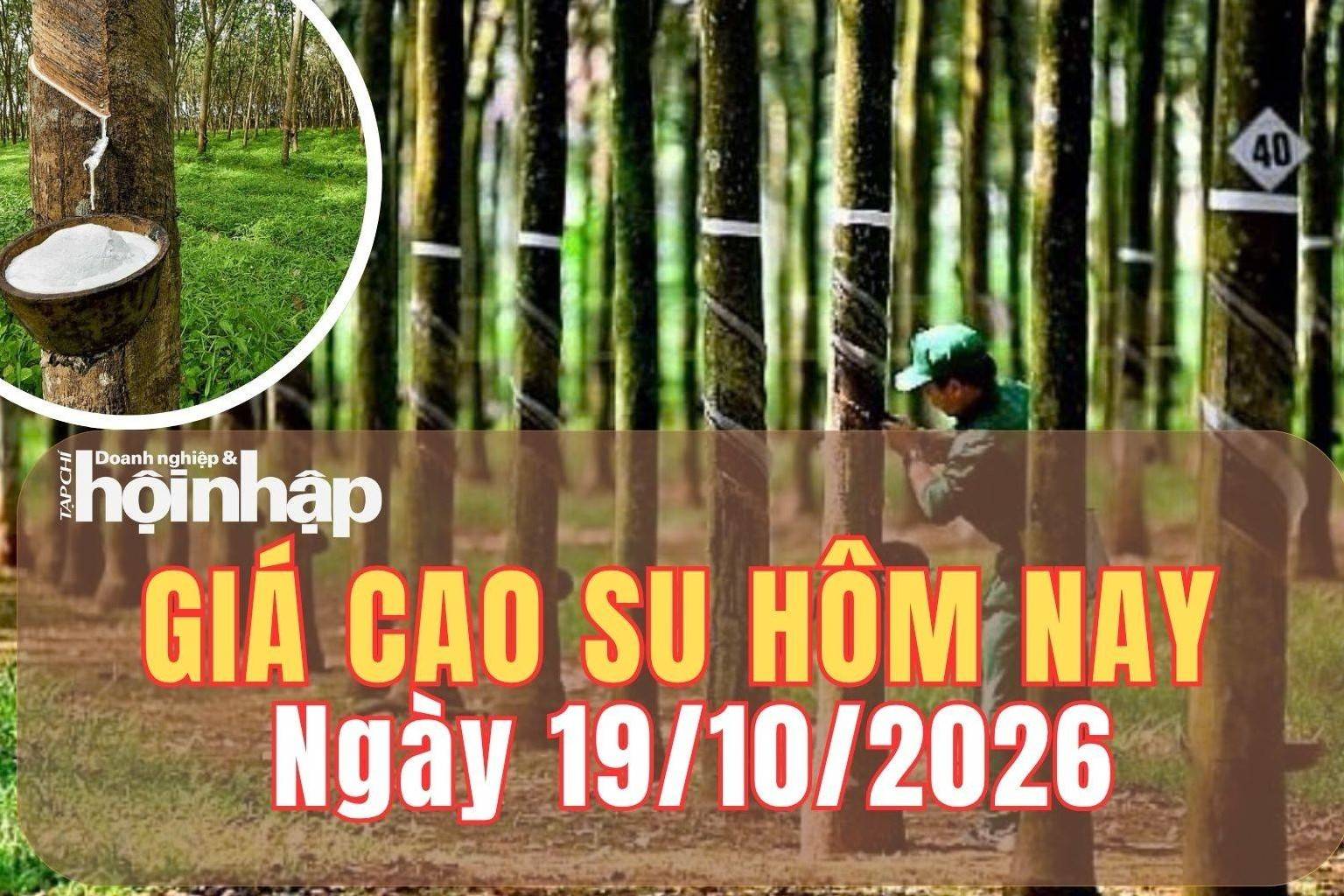 Giá cao su hôm nay 19/10/2026: Tuần qua, giá cao su RSS3 giảm hơn 1%, nguồn cung toàn cầu thiếu hụt