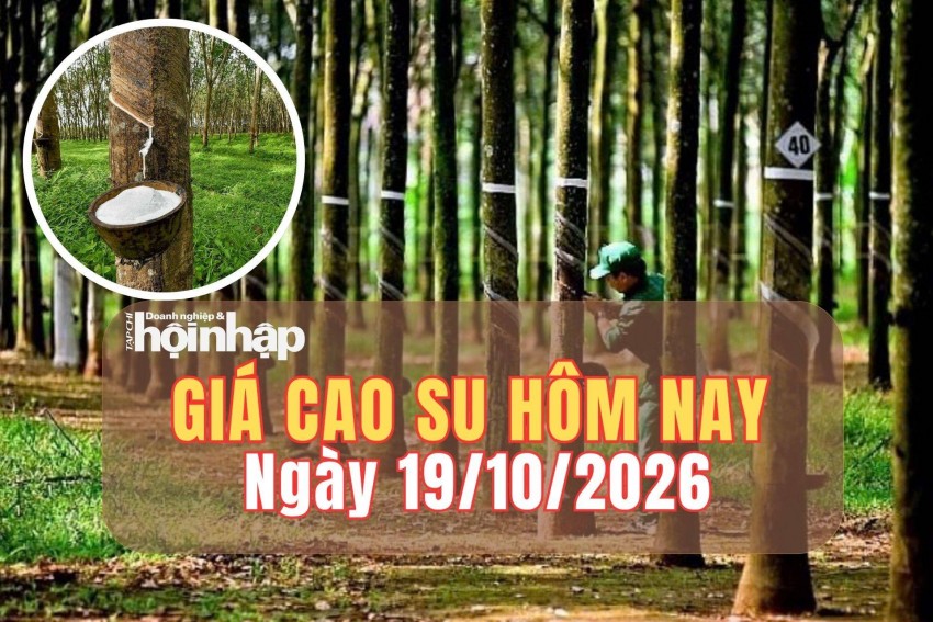Giá cao su hôm nay 19/10/2026: Tuần qua, giá cao su RSS3 giảm hơn 1%, nguồn cung toàn cầu thiếu hụt