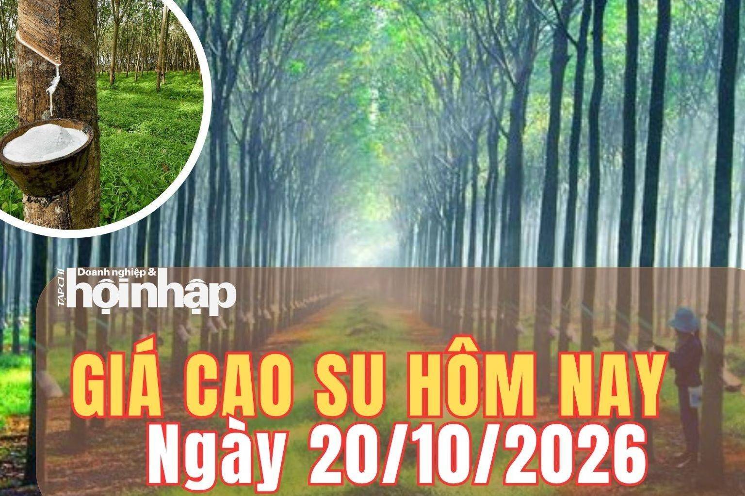 Giá cao su hôm nay 20/10/2026: Giá cao su thế giới trái chiều