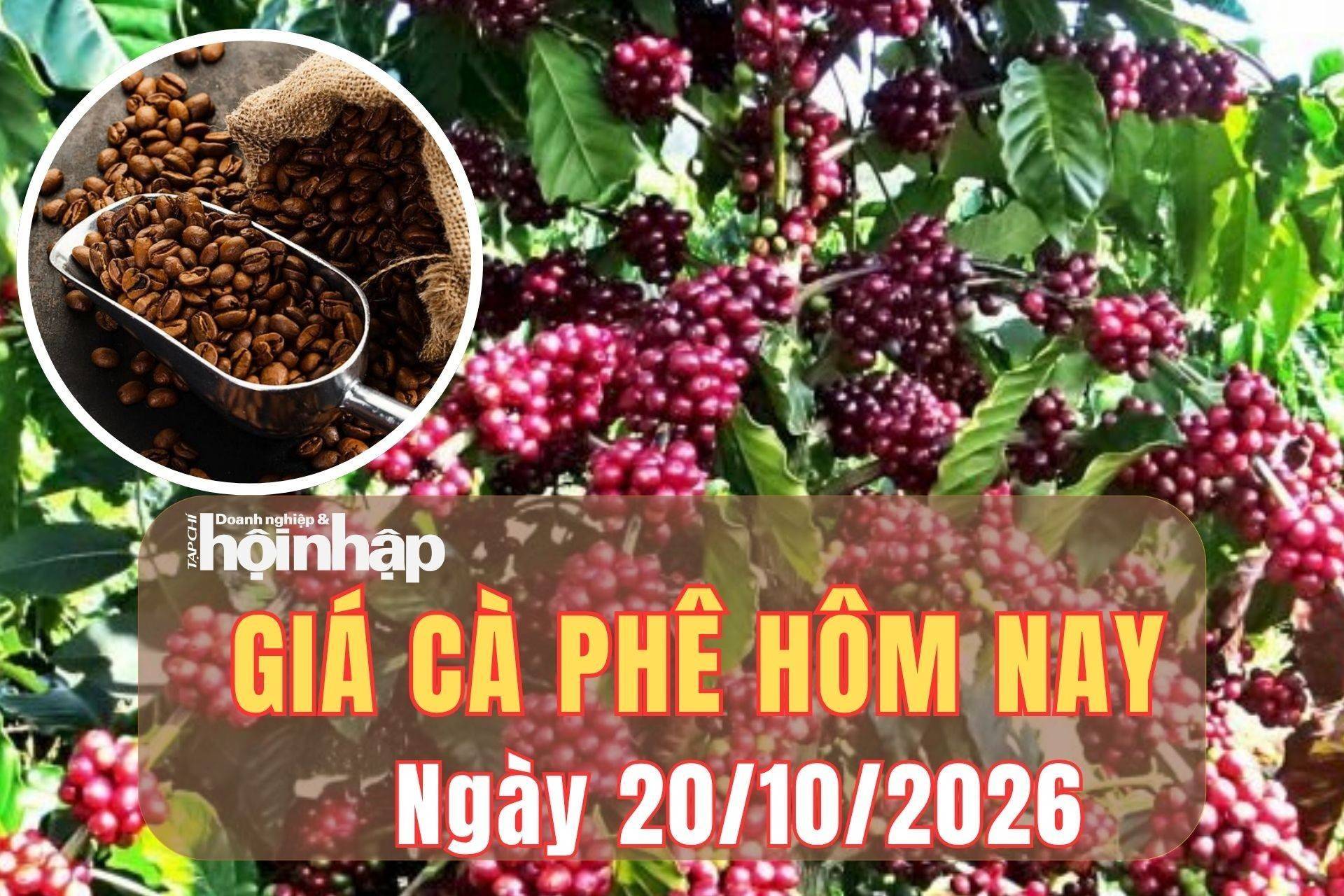 Giá cà phê hôm nay 20/10/2026: Giá cà phê đồng loạt tăng
