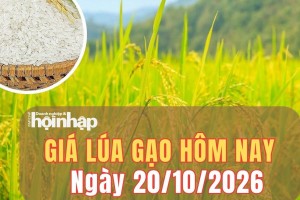 Giá lúa gạo hôm nay 20/10/2026: Giá gạo nguyên liệu giảm, phụ phẩm trái chiều