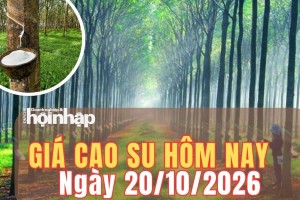 Giá cao su hôm nay 20/10/2026: Giá cao su thế giới trái chiều