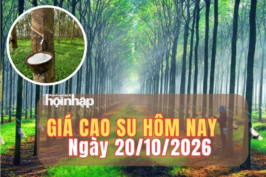 Giá cao su hôm nay 20/10/2026: Giá cao su thế giới trái chiều