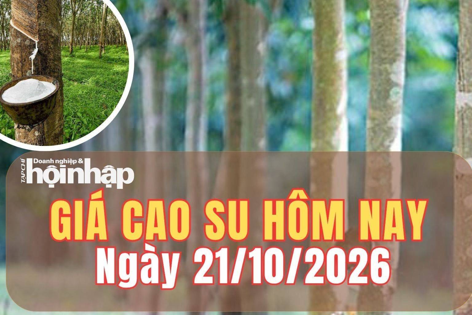 Giá cao su hôm nay 21/10/2026: Giá cao su đồng loạt giảm trên sàn SHFE