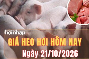 Giá heo hơi hôm nay 21/10/2026: Giá heo hơi giảm mạnh trên cả ba miền, thấp nhất 47.000 đồng/kg