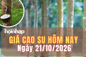 Giá cao su hôm nay 21/10/2026: Giá cao su đồng loạt giảm trên sàn SHFE