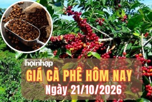 Giá cà phê hôm nay 21/10/2026: Giá cà phê Tây Nguyên tăng gần 1.000 đồng/kg, thế giới quay đầu giảm