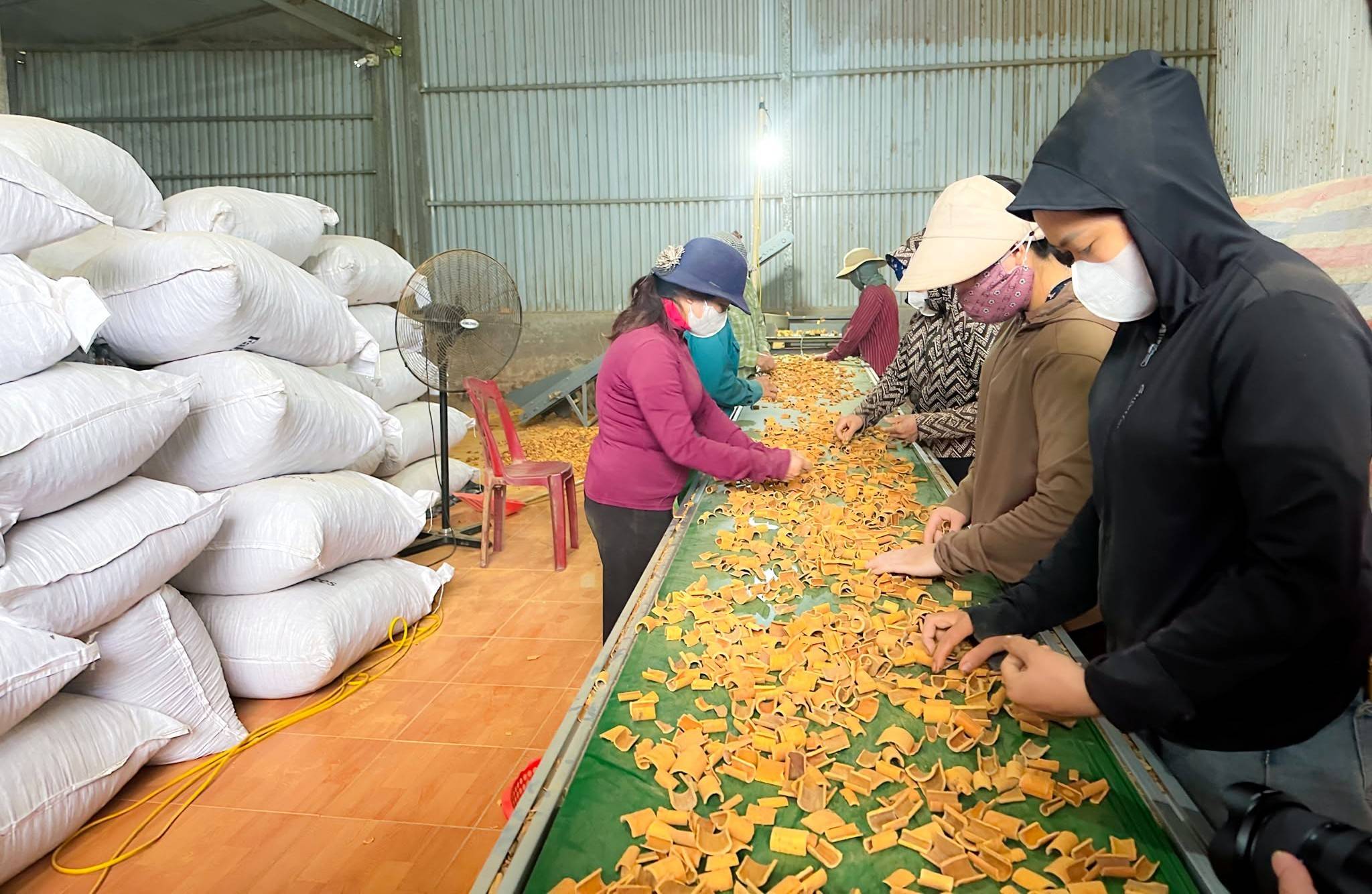 Tân Hợp (Lào Cai): Nâng tầm giá trị kinh tế từ vùng quế hơn 8.600 ha