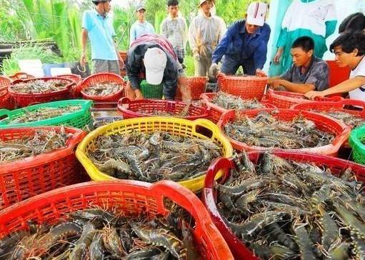 Xuất khẩu tôm 9 tháng đạt 3,7 tỷ USD: Sức bật từ châu Á và áp lực hạ nhiệt cuối năm