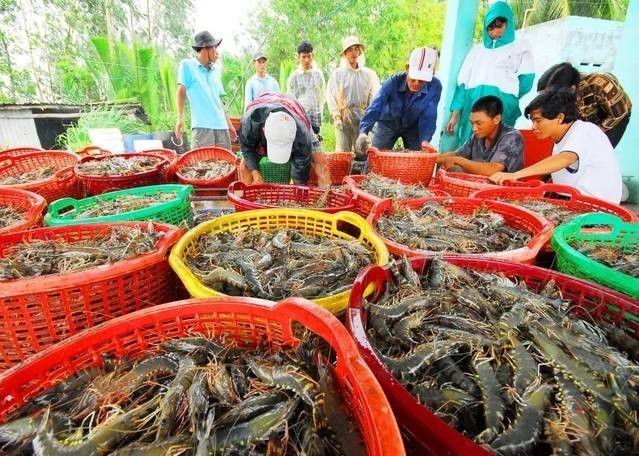 Kim ngạch xuất khẩu tôm 9 tháng đầu năm 2026 đạt 3,7 tỷ USD, tăng 11% so với cùng kỳ nhưng đang đối mặt với nhiều thử thách trong chặng nước rút cuối năm